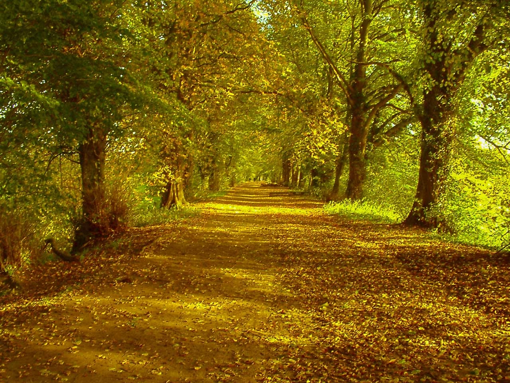 Autumnal Walk