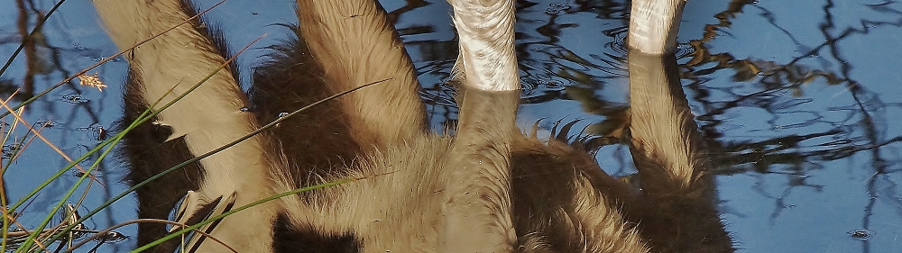 dog cropped in water