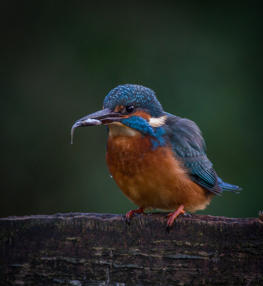 Endcliffe Park Kingfisher II