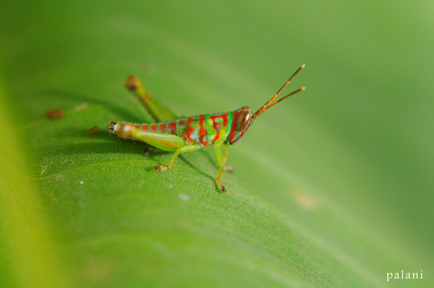 Grasshopper