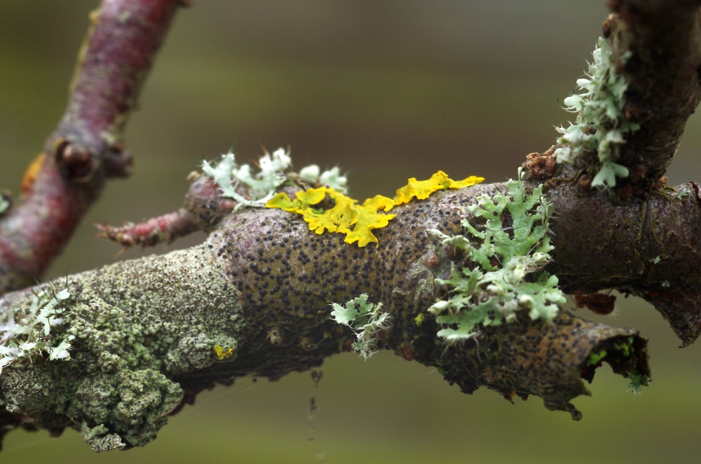 lichen four ways