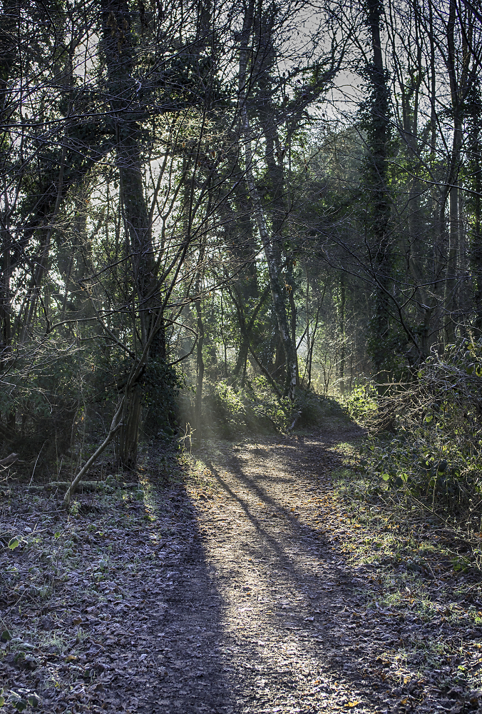 Sunlight