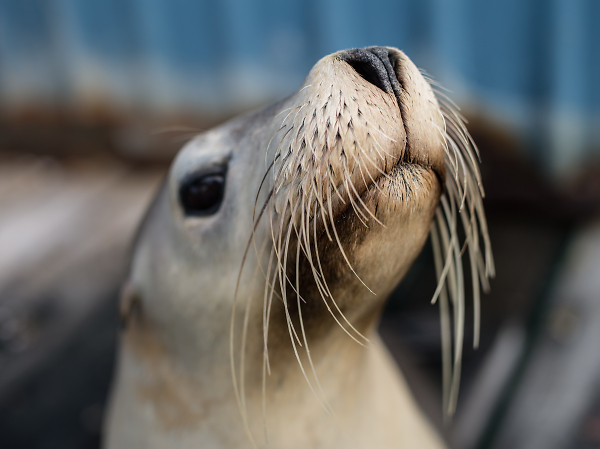 Abrolhos Seal