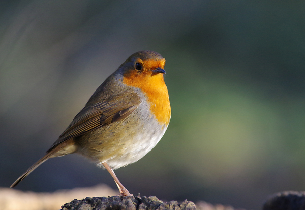 Another Robin.