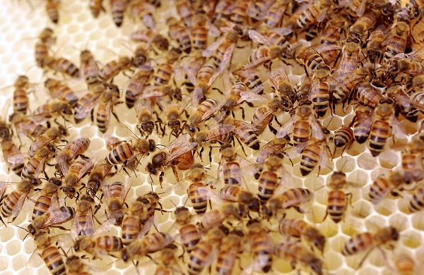 Bee Queen Rocks the Hive