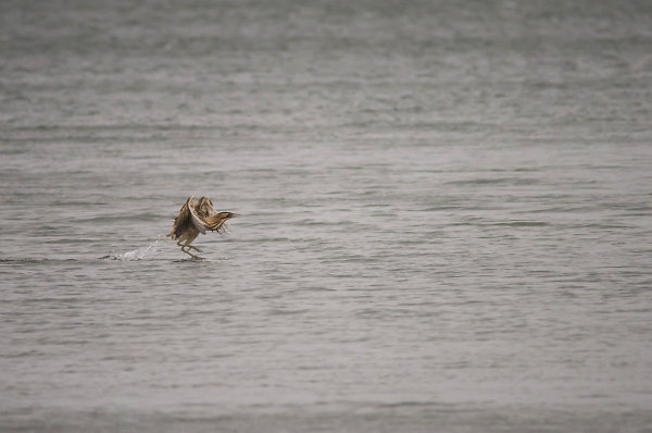 Bittern running on water