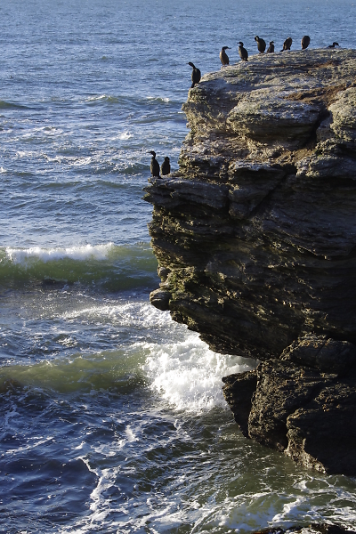 cormorants on the rocks