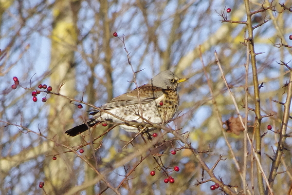 fieldfare
