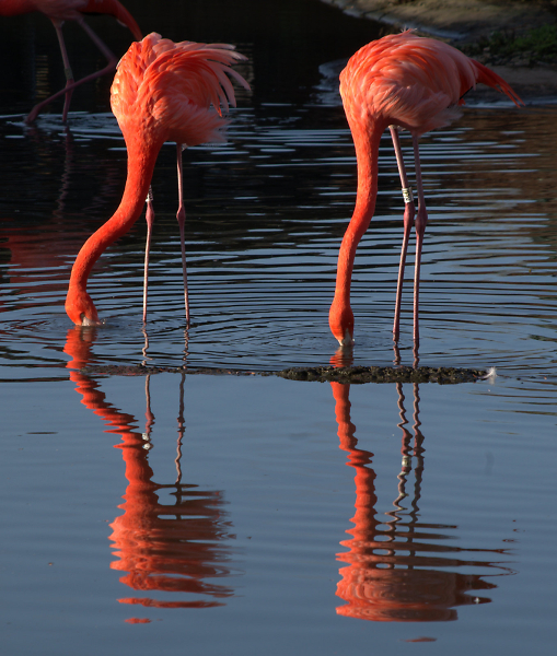 Flamingos