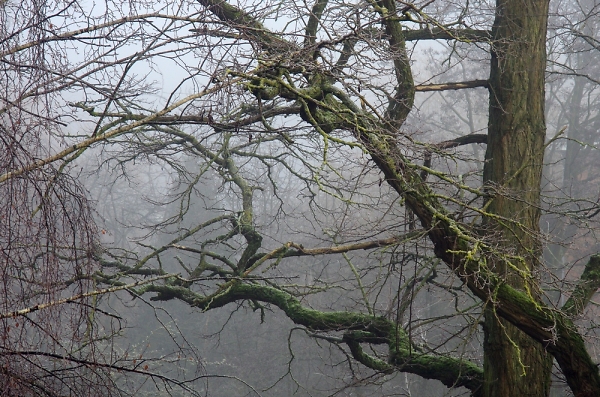 Foggy morning