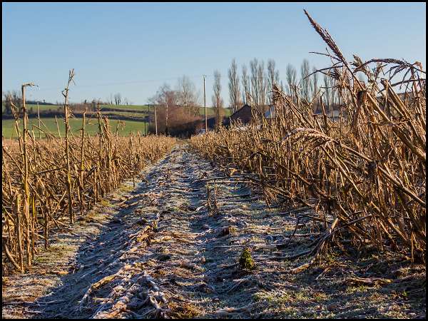 Frost on Fallow Field