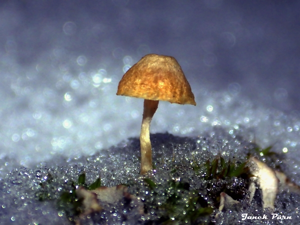 fungus