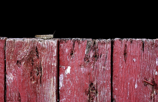Grasshopper on Barn Wood