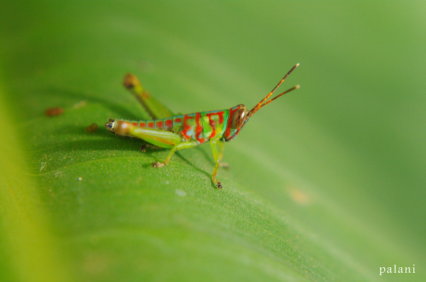 Grasshopper