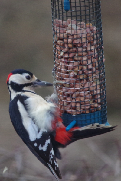 Greater Spotted woodpecker