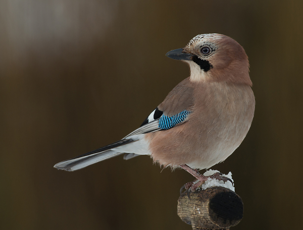 jay in a snowy day