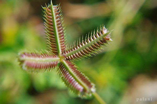Leaf