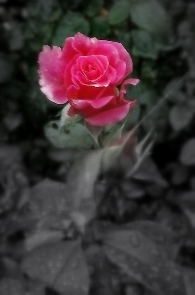 O'l rose