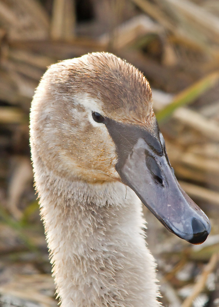 Proud Young Swan