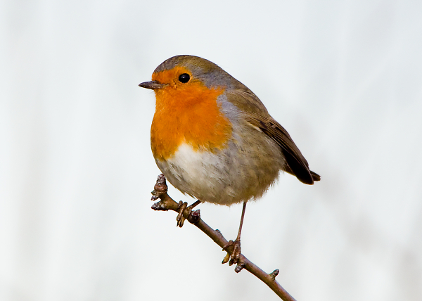 Robin