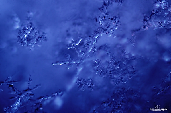 roots of coldness