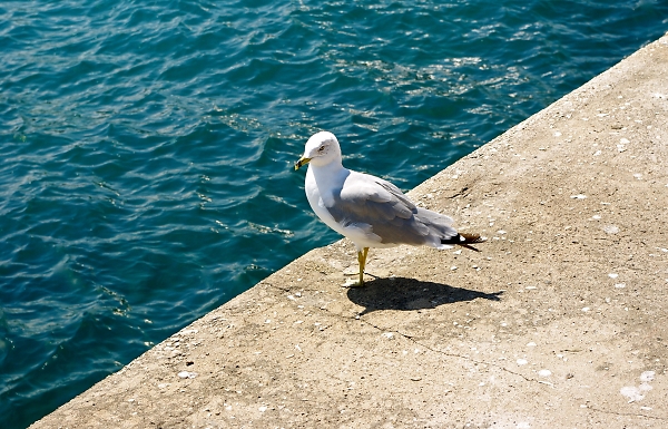 Seagull on the Half & Half