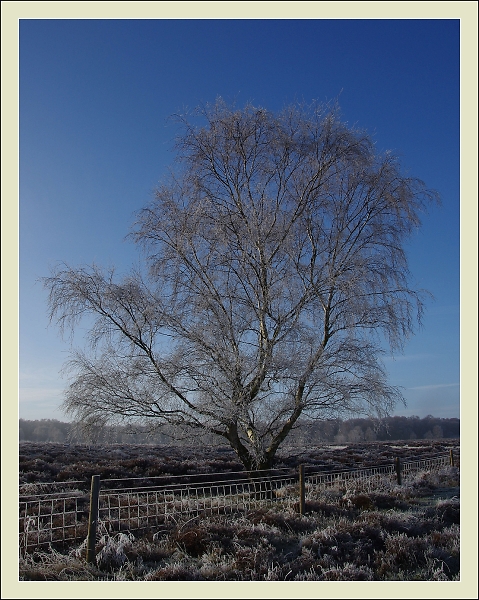 Silver Birch in the frost