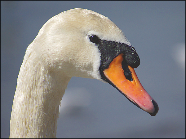 Swan Head