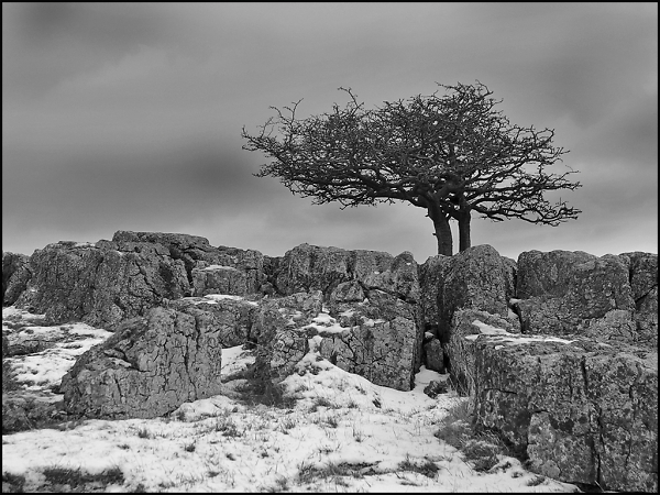 Tree on Limestone Ridge