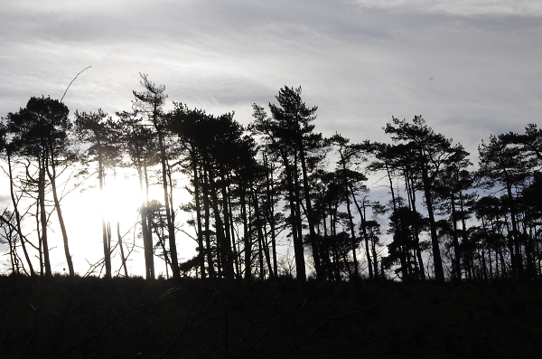 Treeline in sun