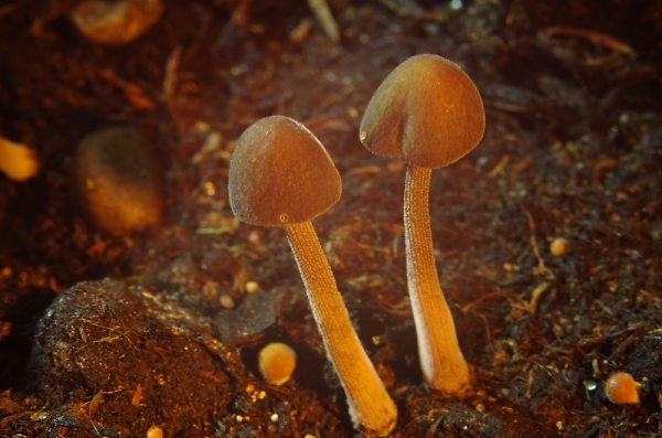 Two toadstools