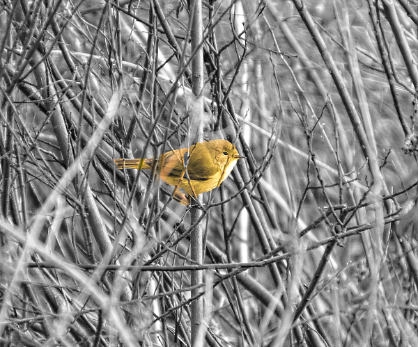 Warbler