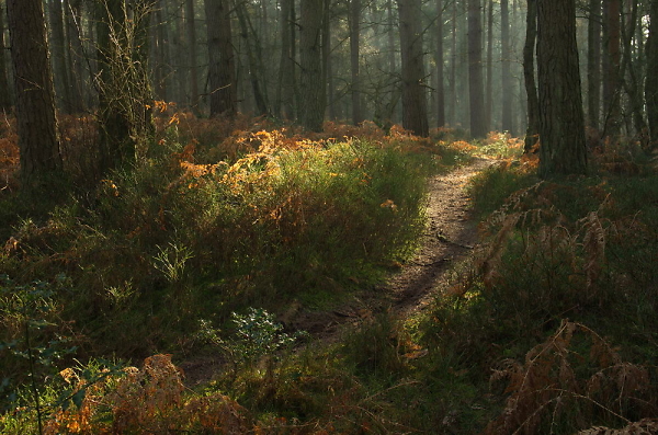 woodland path