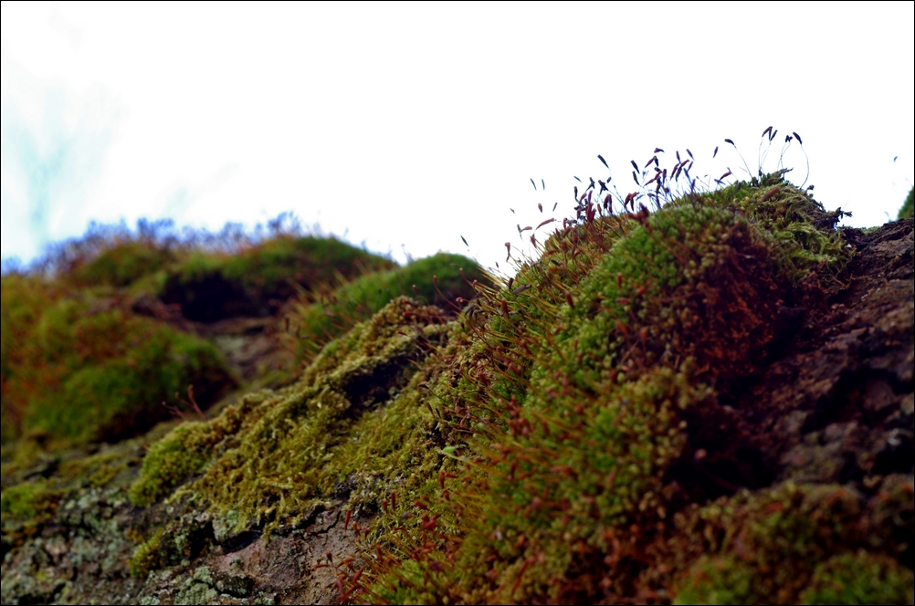 a mossscape
