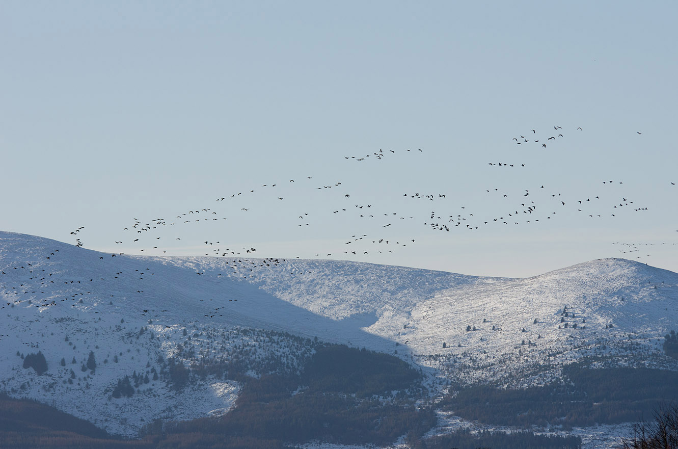 Barnacle Geese