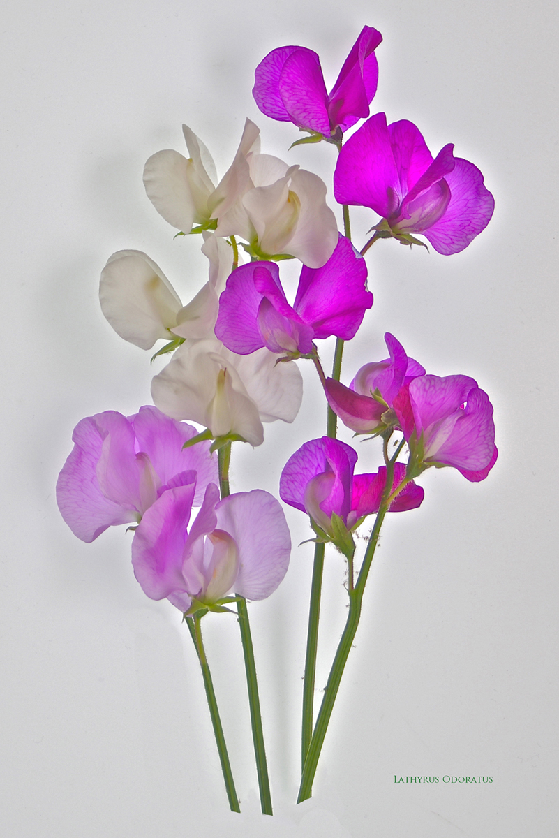 Sweet peas
