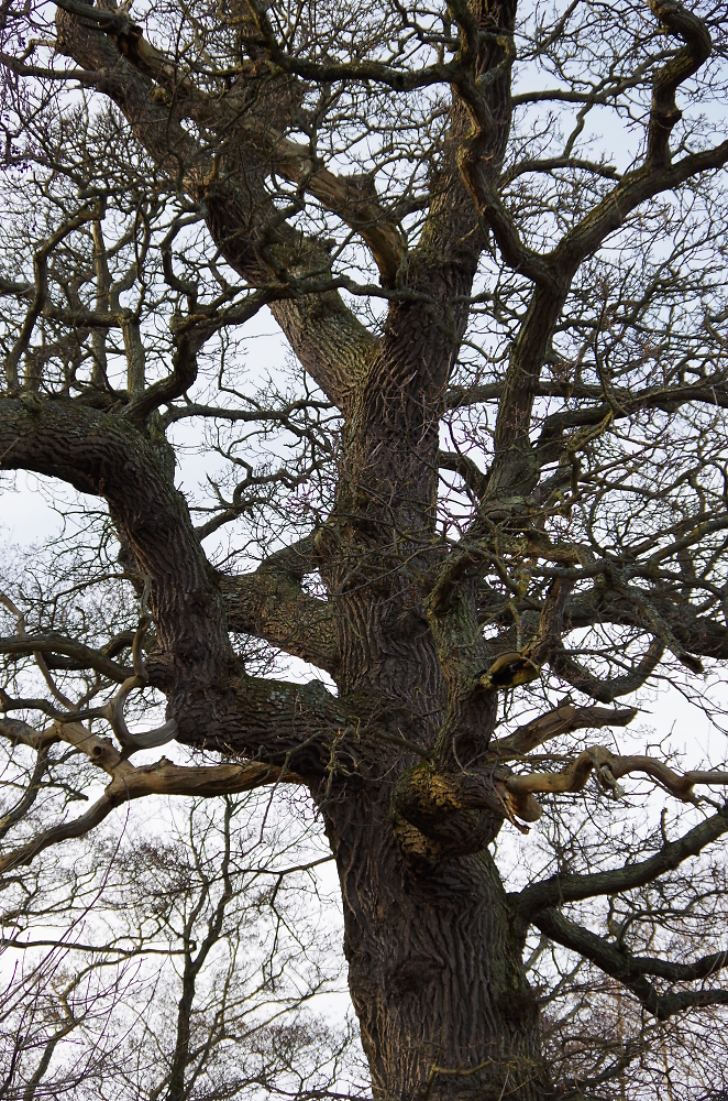 An old tree