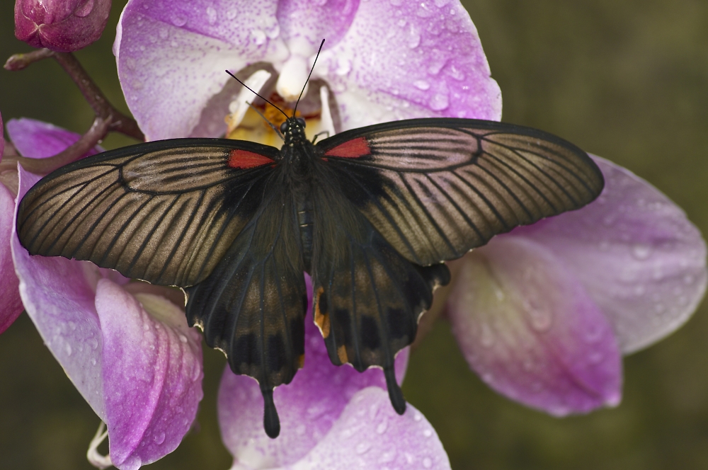 Asian Swallowtail on Orchid