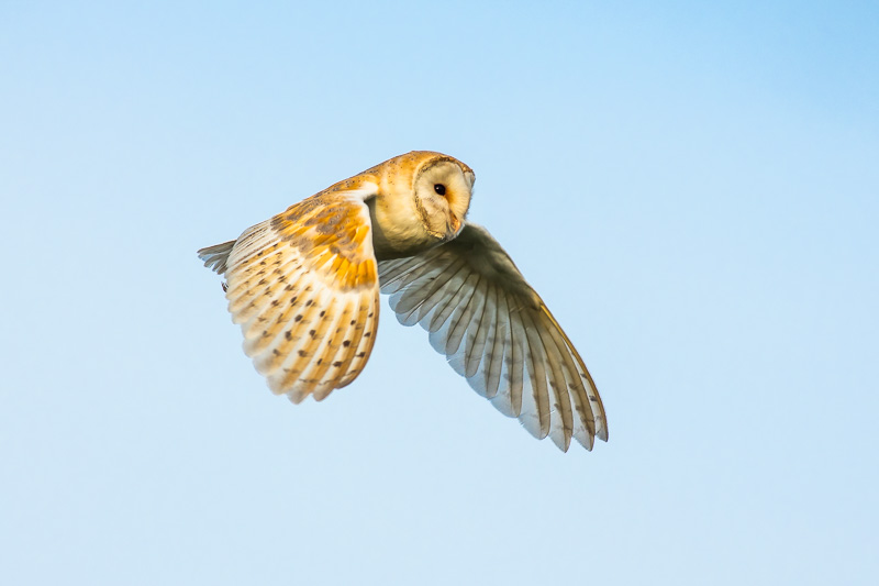Barn Owl