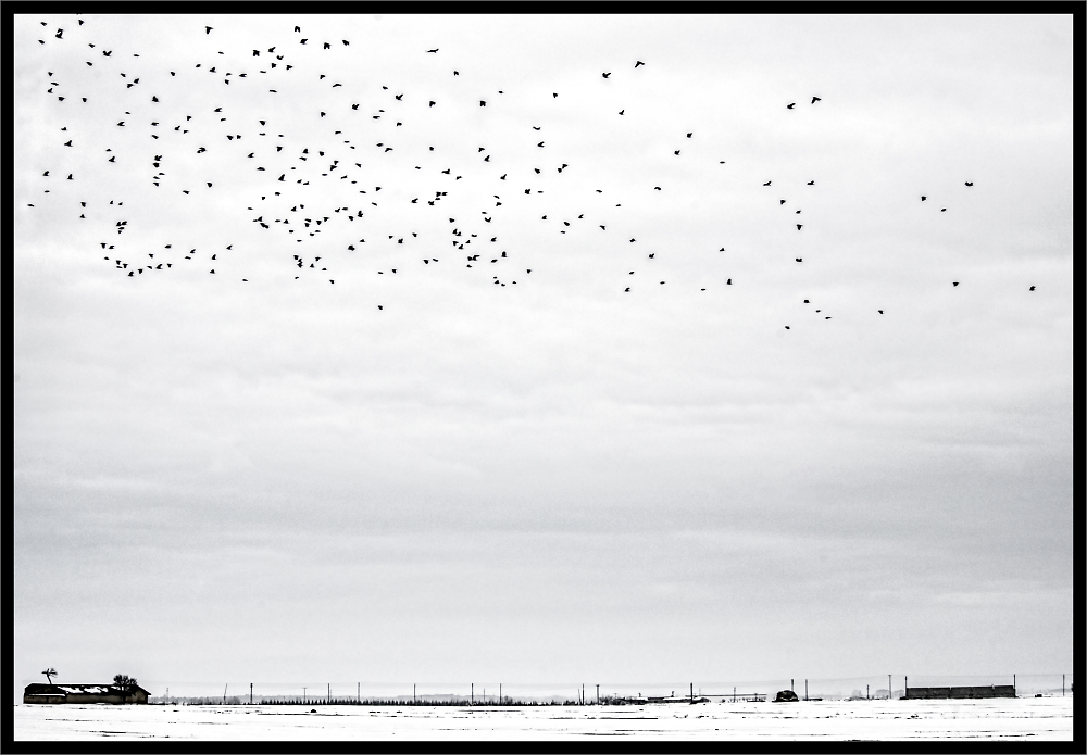 Crows in Flight over the Plain under Snow