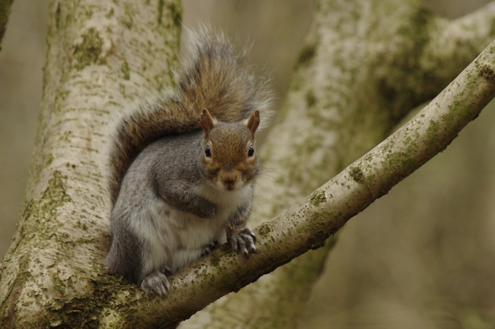 Grey Squirrel