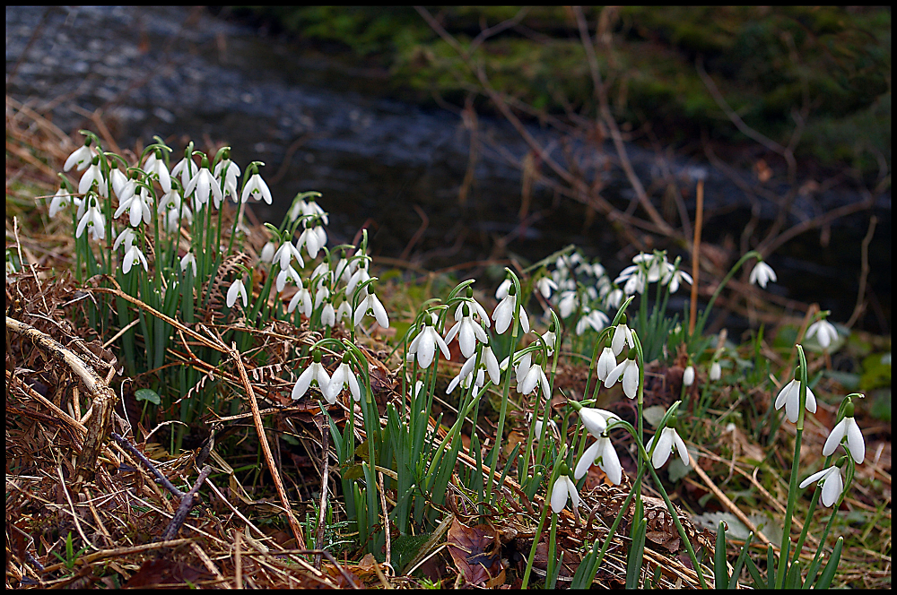 Snowdrops by the River Dart