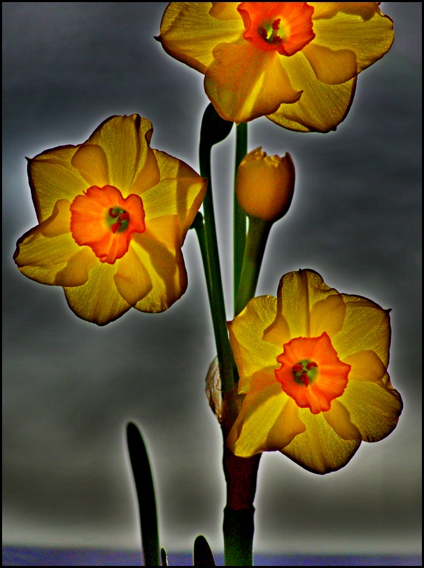 stained glass daffs