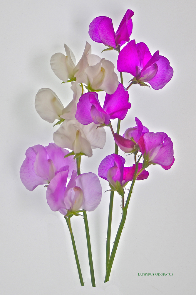 Sweet peas