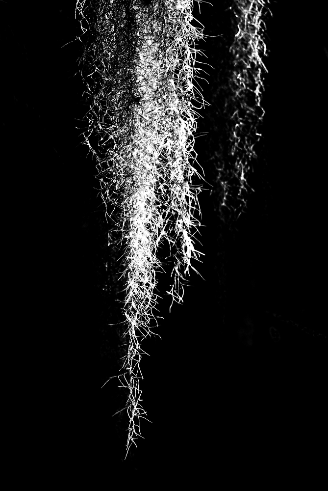 Trailing Grass