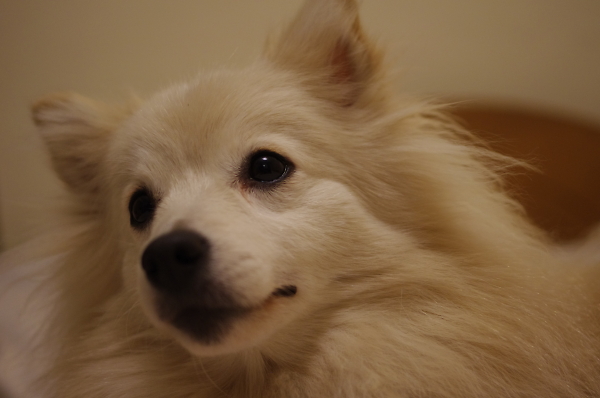 35mm f2.4 lens test in dark conditions