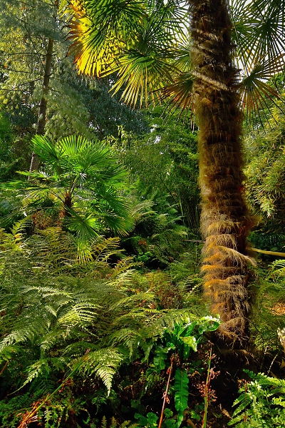 Abbotsbury Tropical Gardens 4