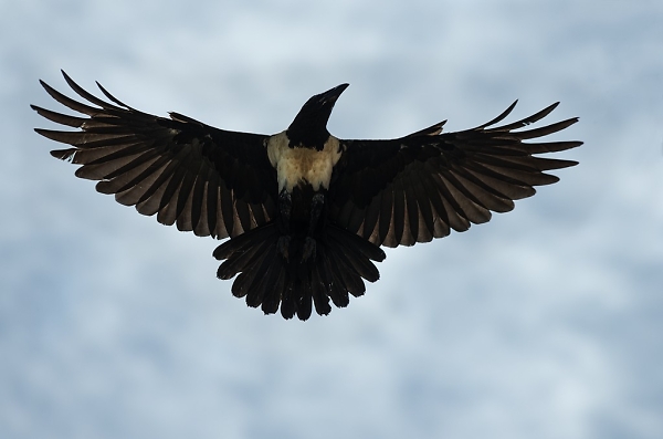 African crow