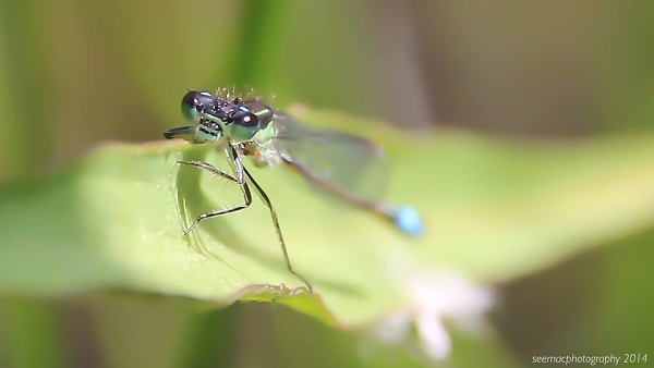 Damsel at Jupiter