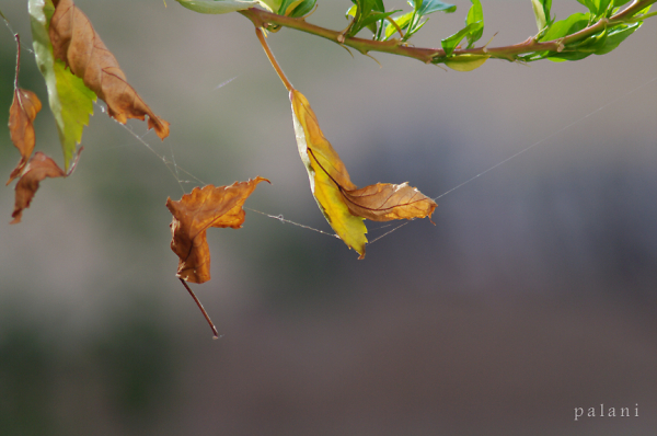 Dry Leaves
